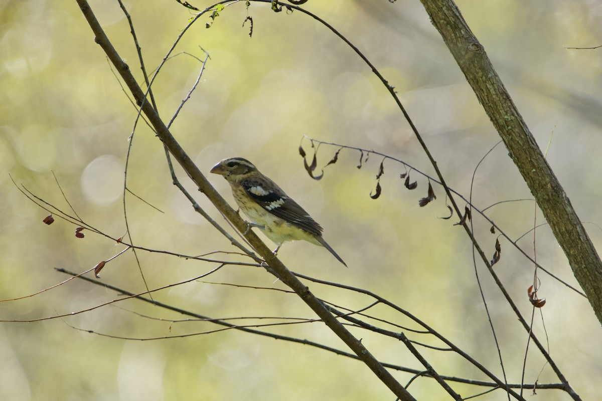 Rose-breasted Grosbeak - ML642962465