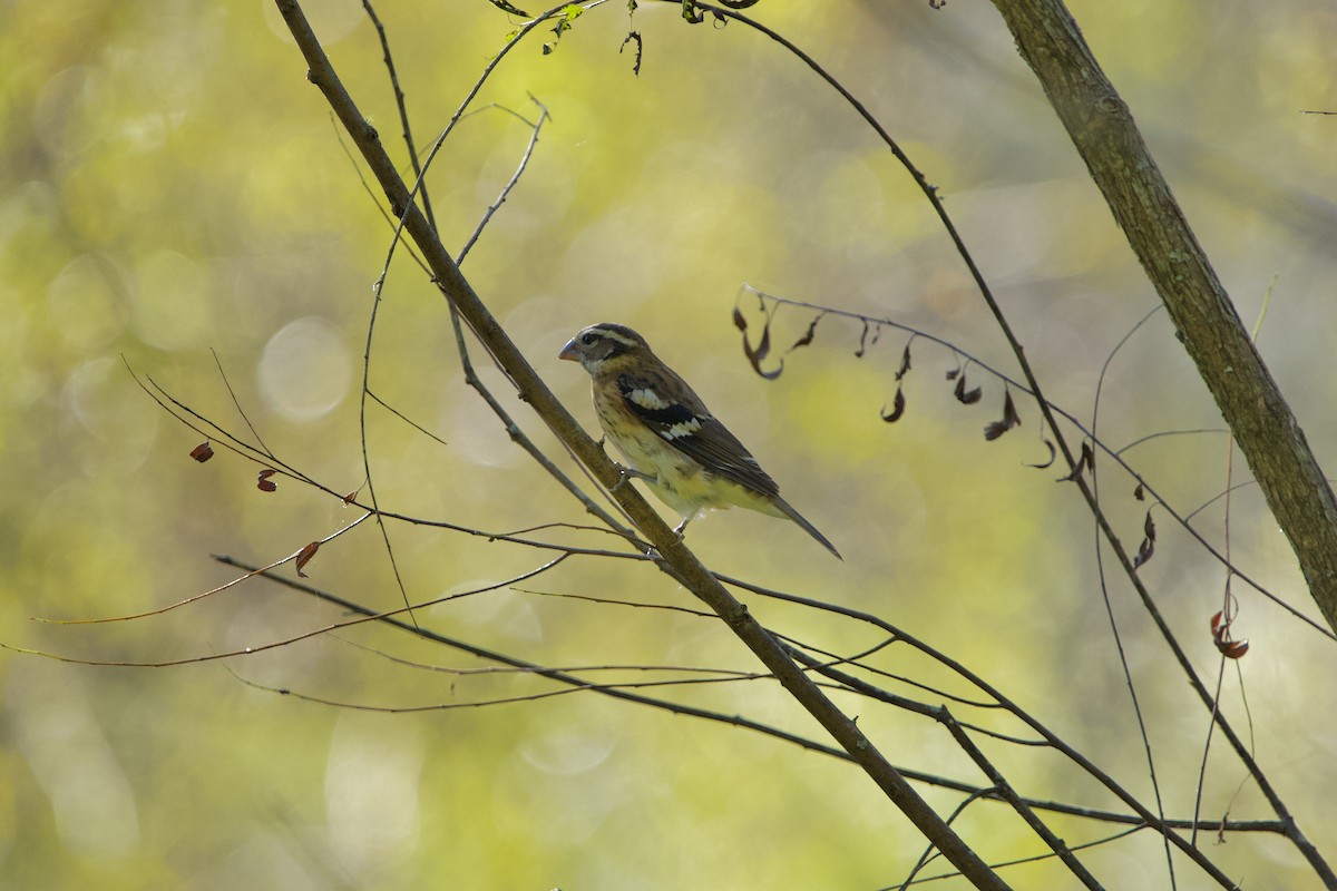 Rose-breasted Grosbeak - ML642962466