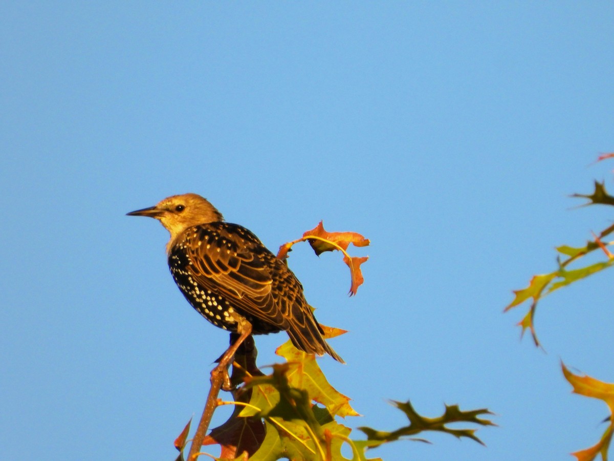 European Starling - ML642962468