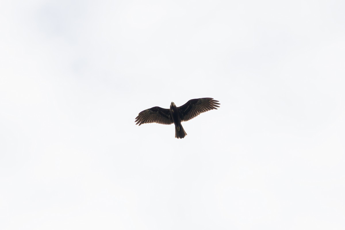 Greater Spotted Eagle - ML642962476