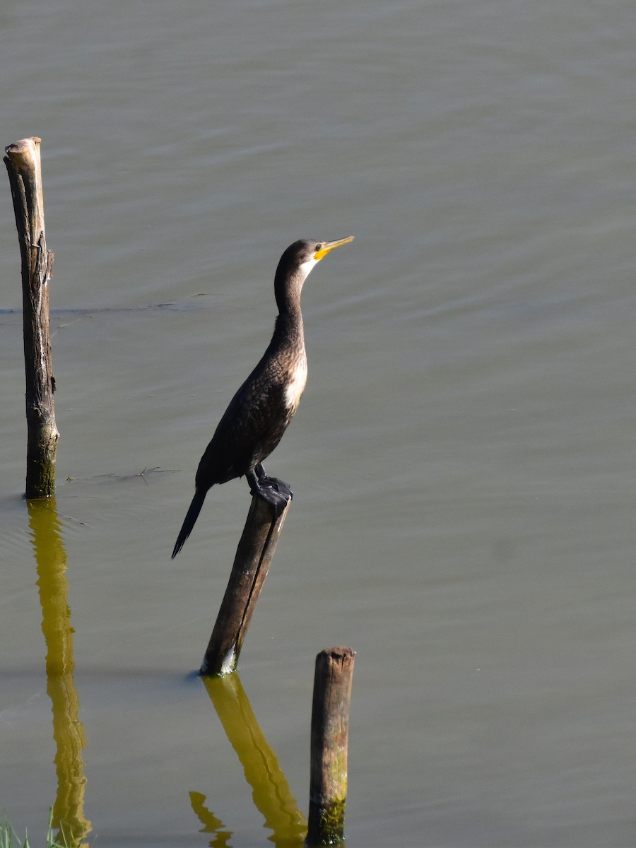 Indian Cormorant - ML642962491