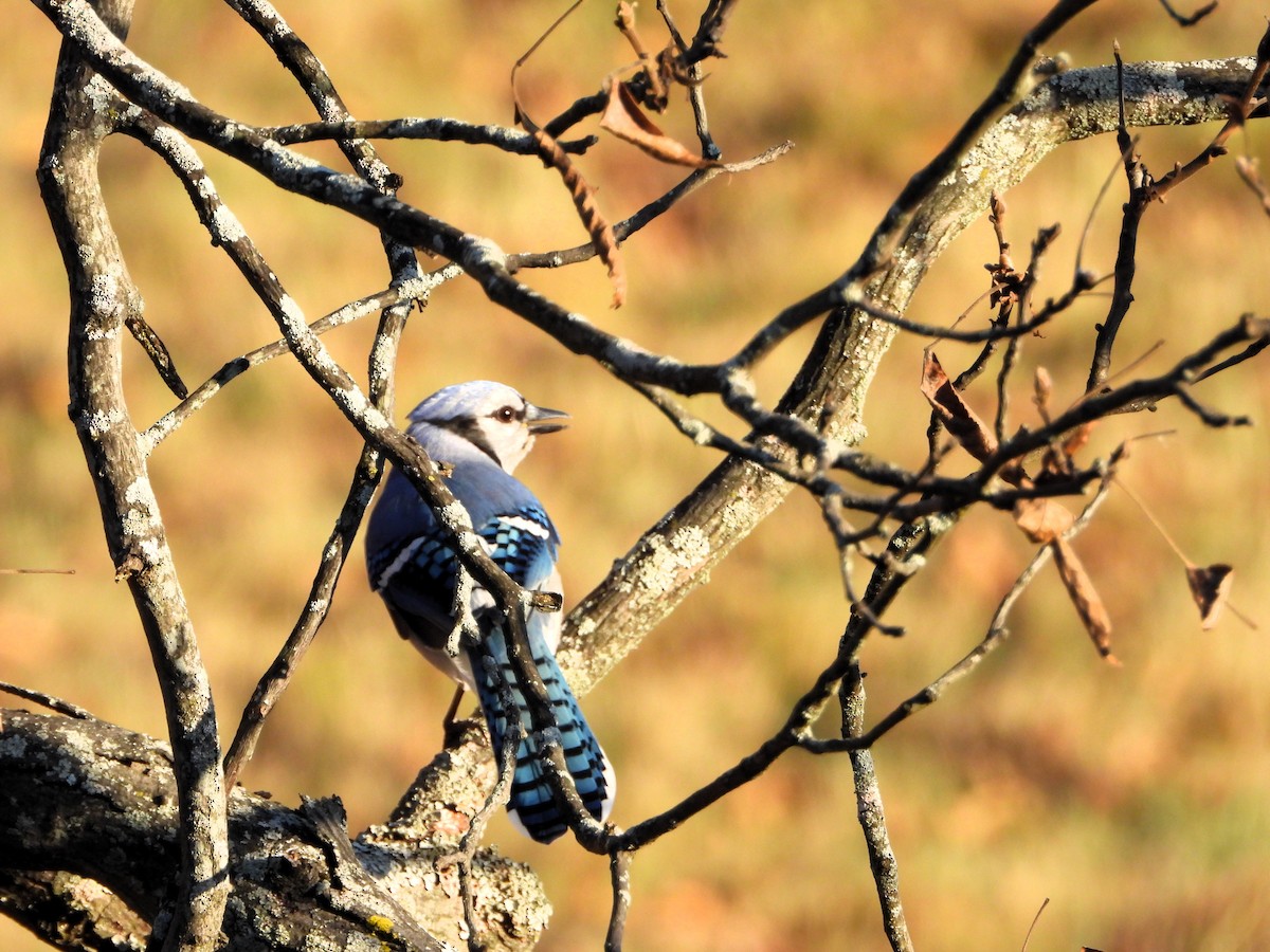 Blue Jay - ML642962494