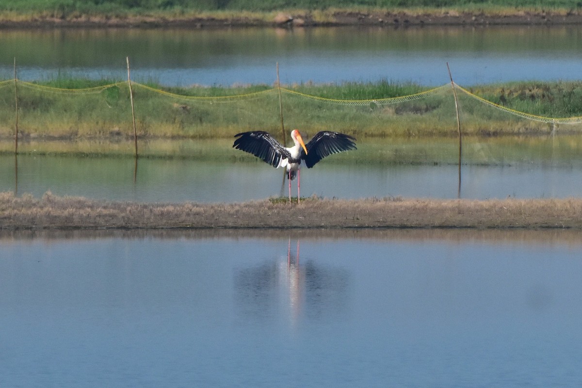 Painted Stork - ML642962495