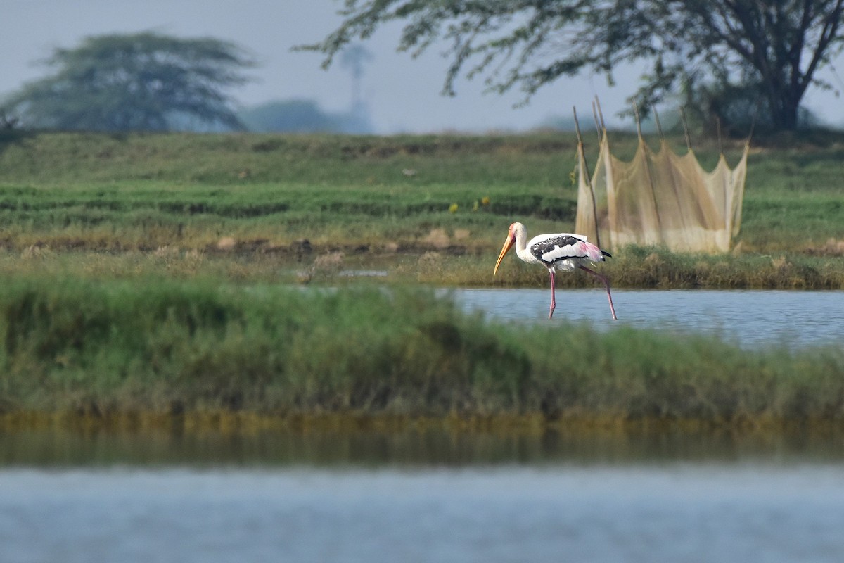 Painted Stork - ML642962498