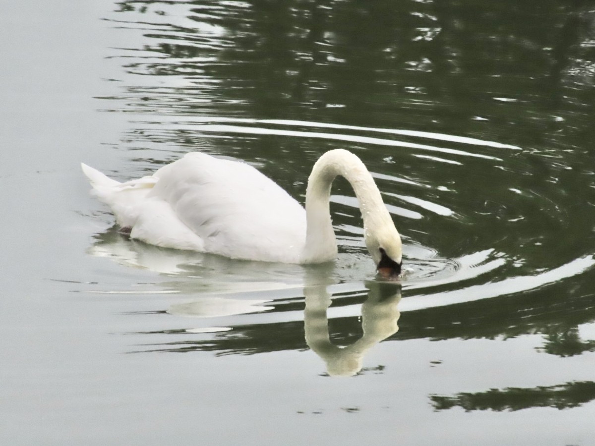 Mute Swan - ML642962500