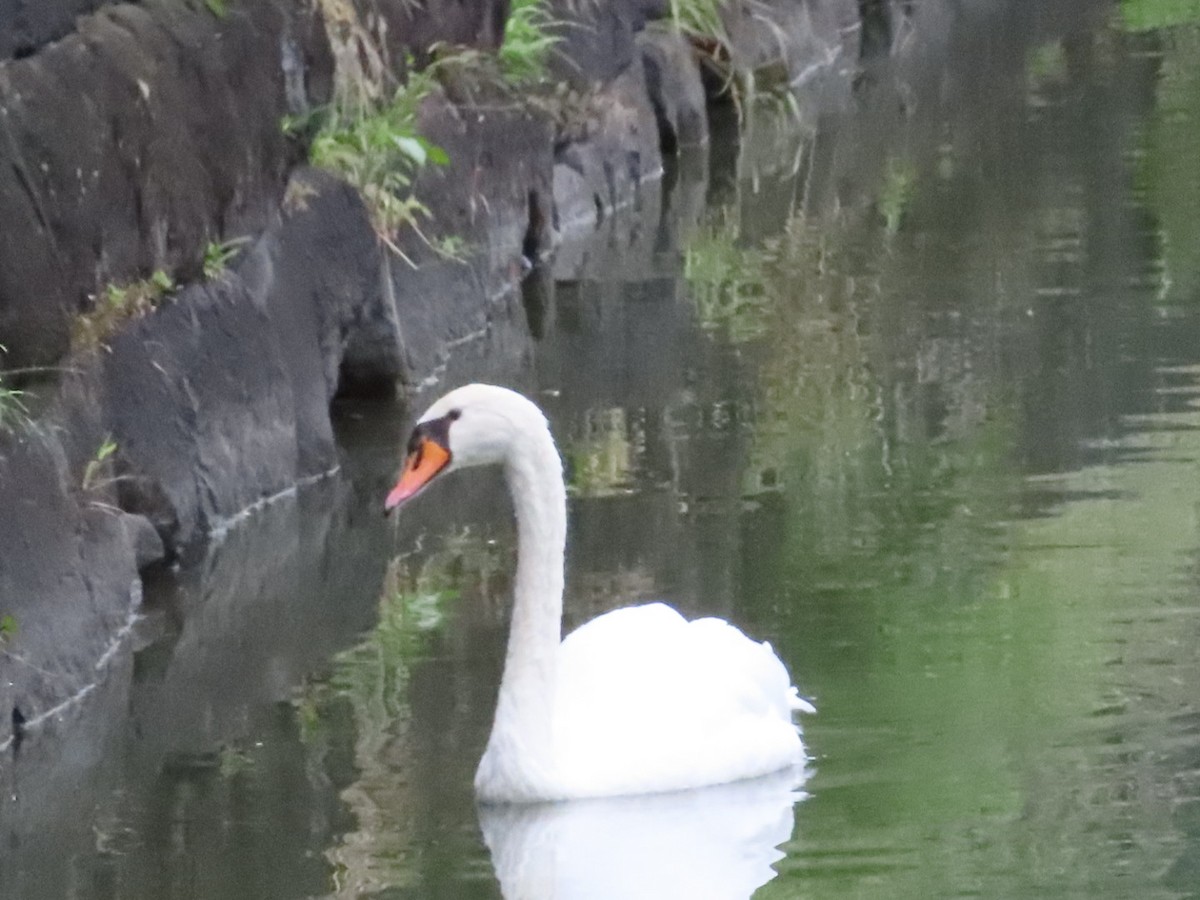 Mute Swan - ML642962501
