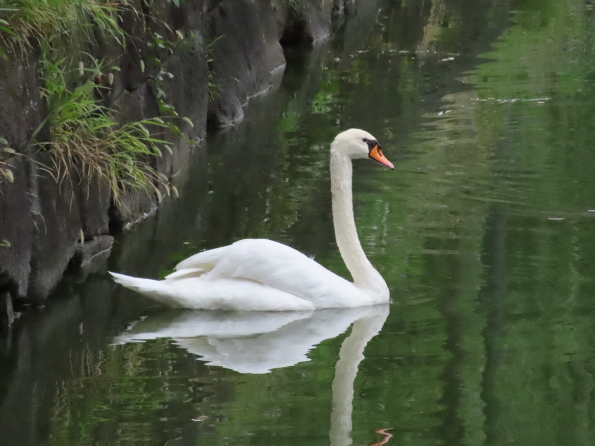Mute Swan - ML642962502