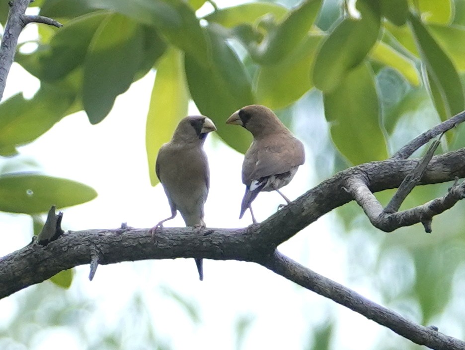 Masked Finch - ML642962513
