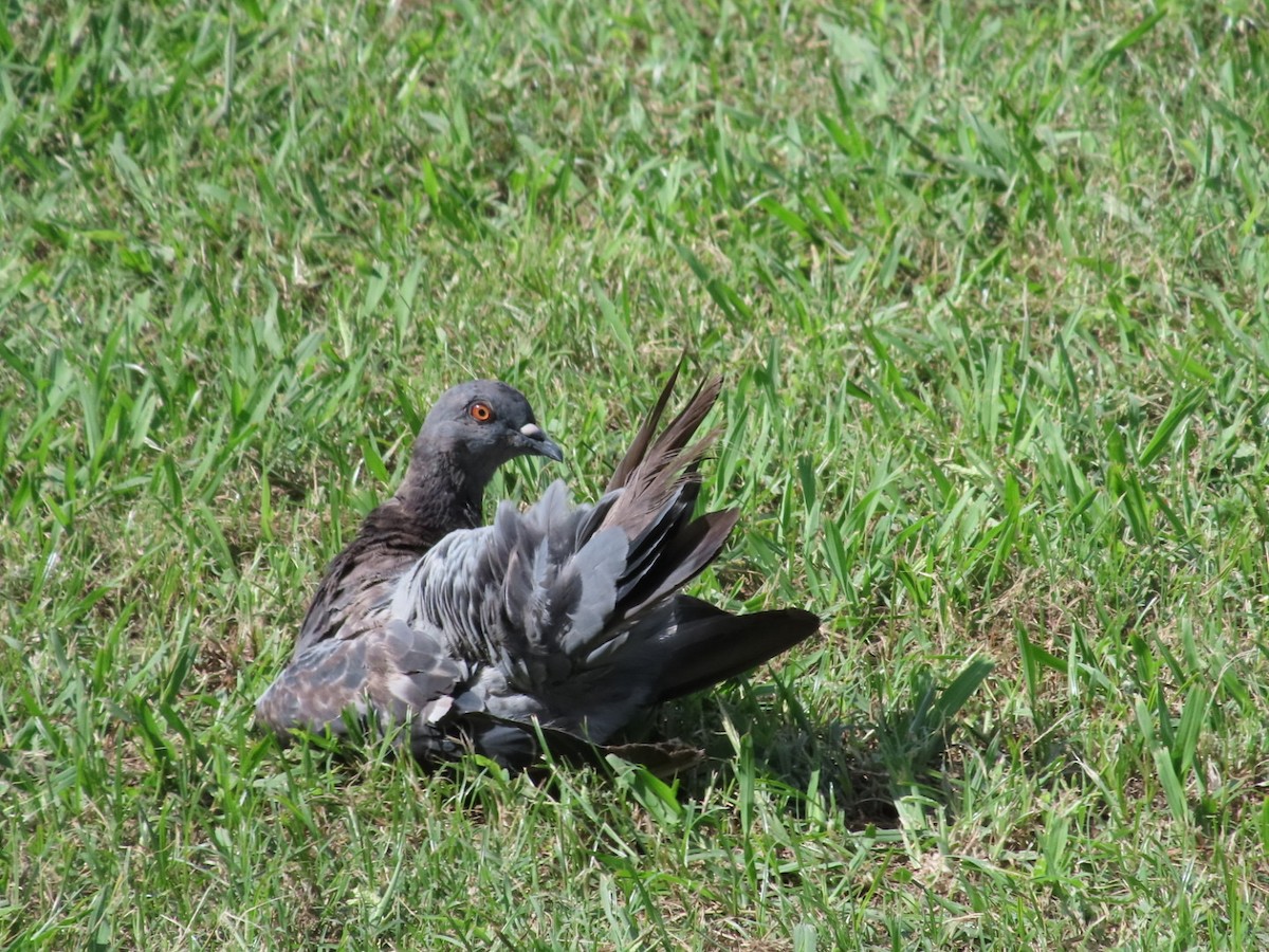 Rock Pigeon (Feral Pigeon) - ML642962524