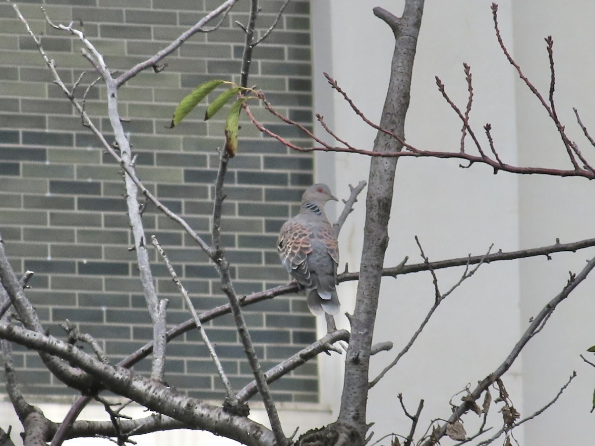 Oriental Turtle-Dove - ML642962531