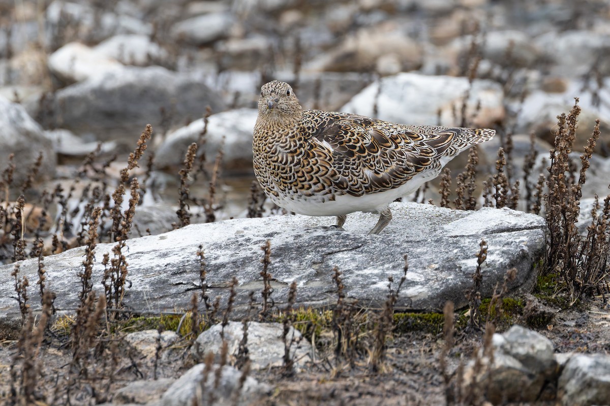 White-bellied Seedsnipe - ML642962532
