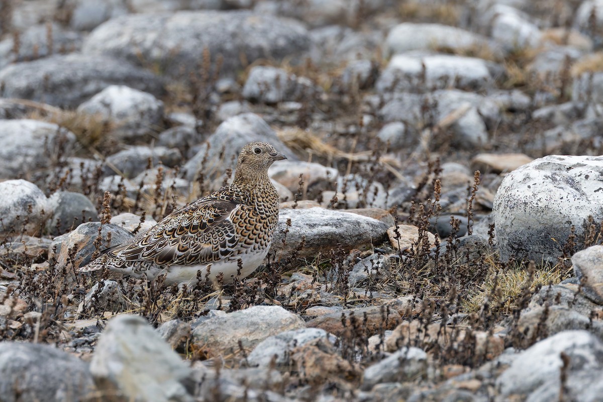 White-bellied Seedsnipe - ML642962535