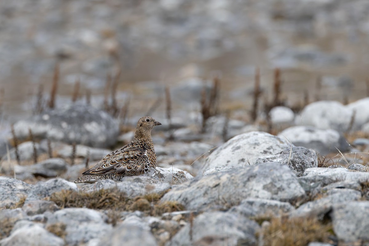 White-bellied Seedsnipe - ML642962539
