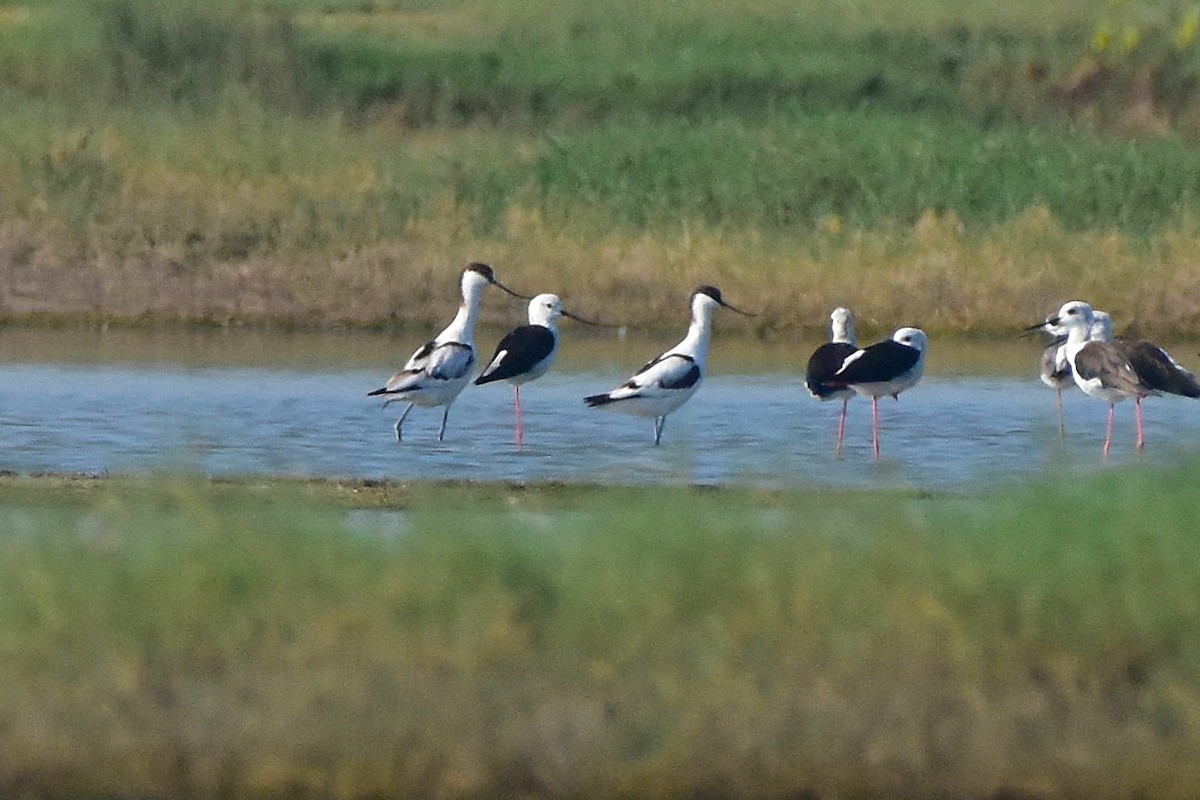 Алаг ээтэн - ML642962540