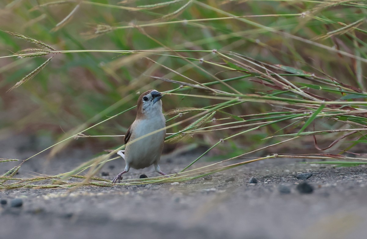 Indian Silverbill - ML642962544
