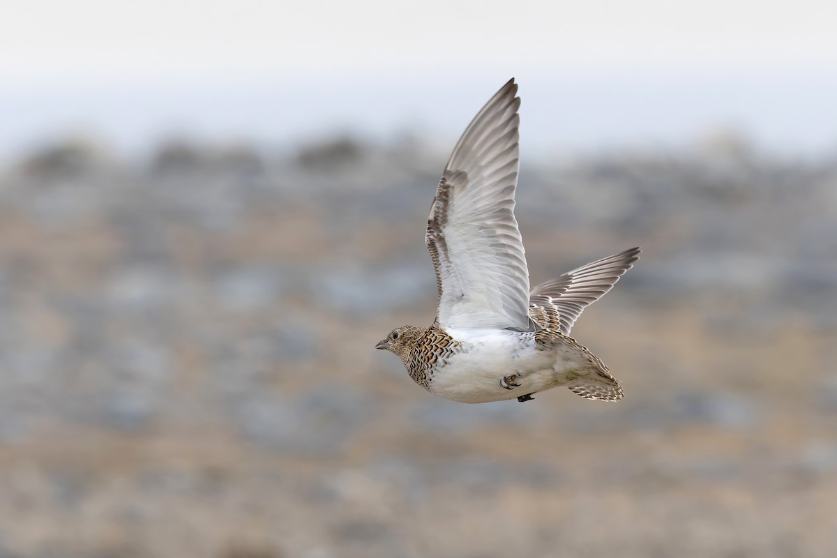 White-bellied Seedsnipe - ML642962546