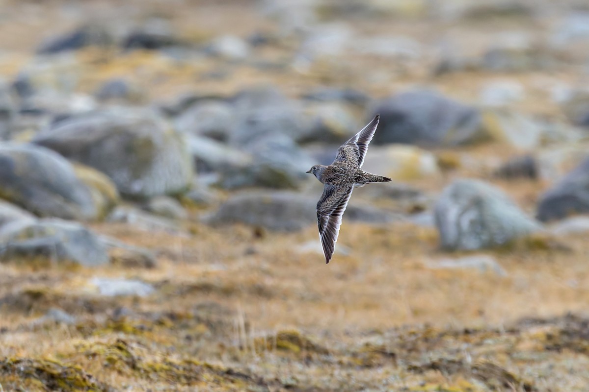 Least Seedsnipe - ML642962547