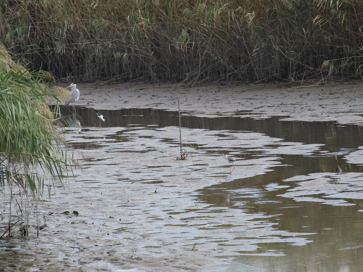 Black-winged Stilt - ML642962549