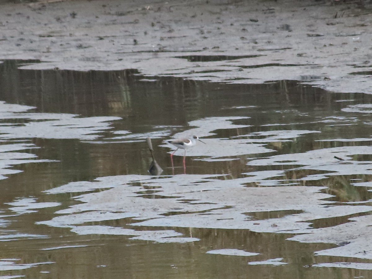 Black-winged Stilt - ML642962550