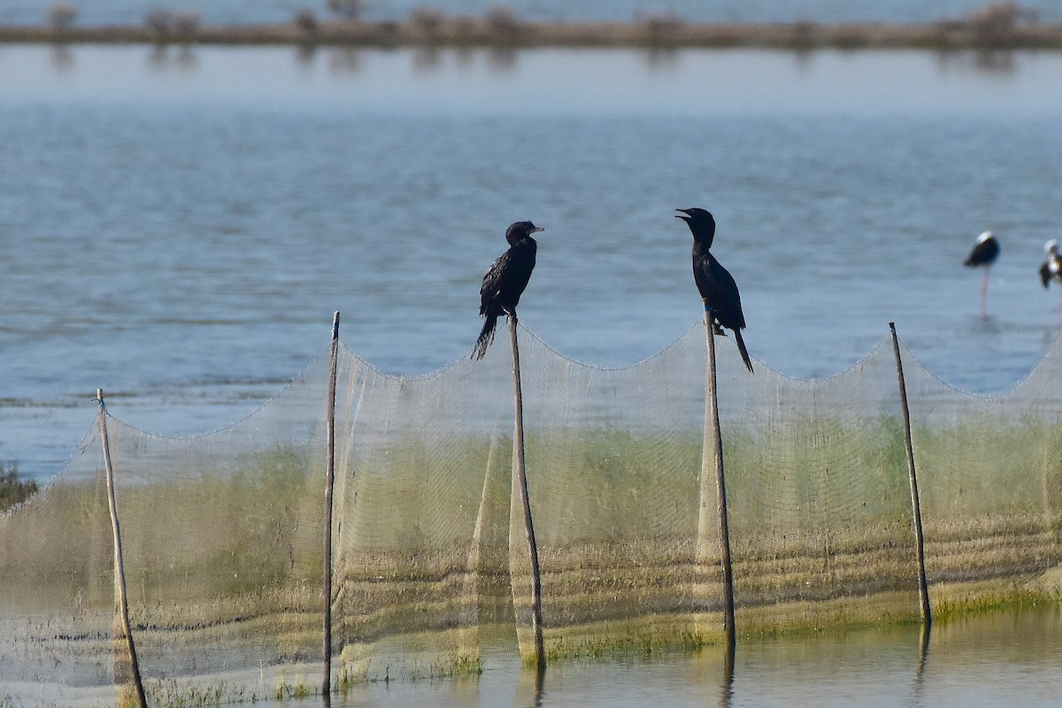 Little Cormorant - ML642962552