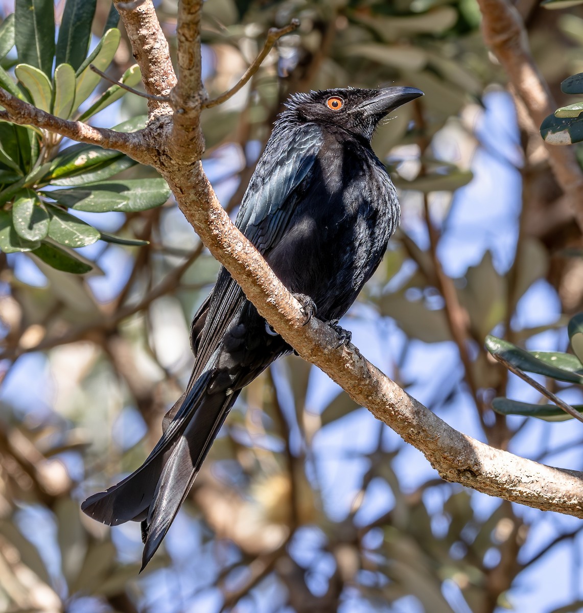 Spangled Drongo - ML642962553