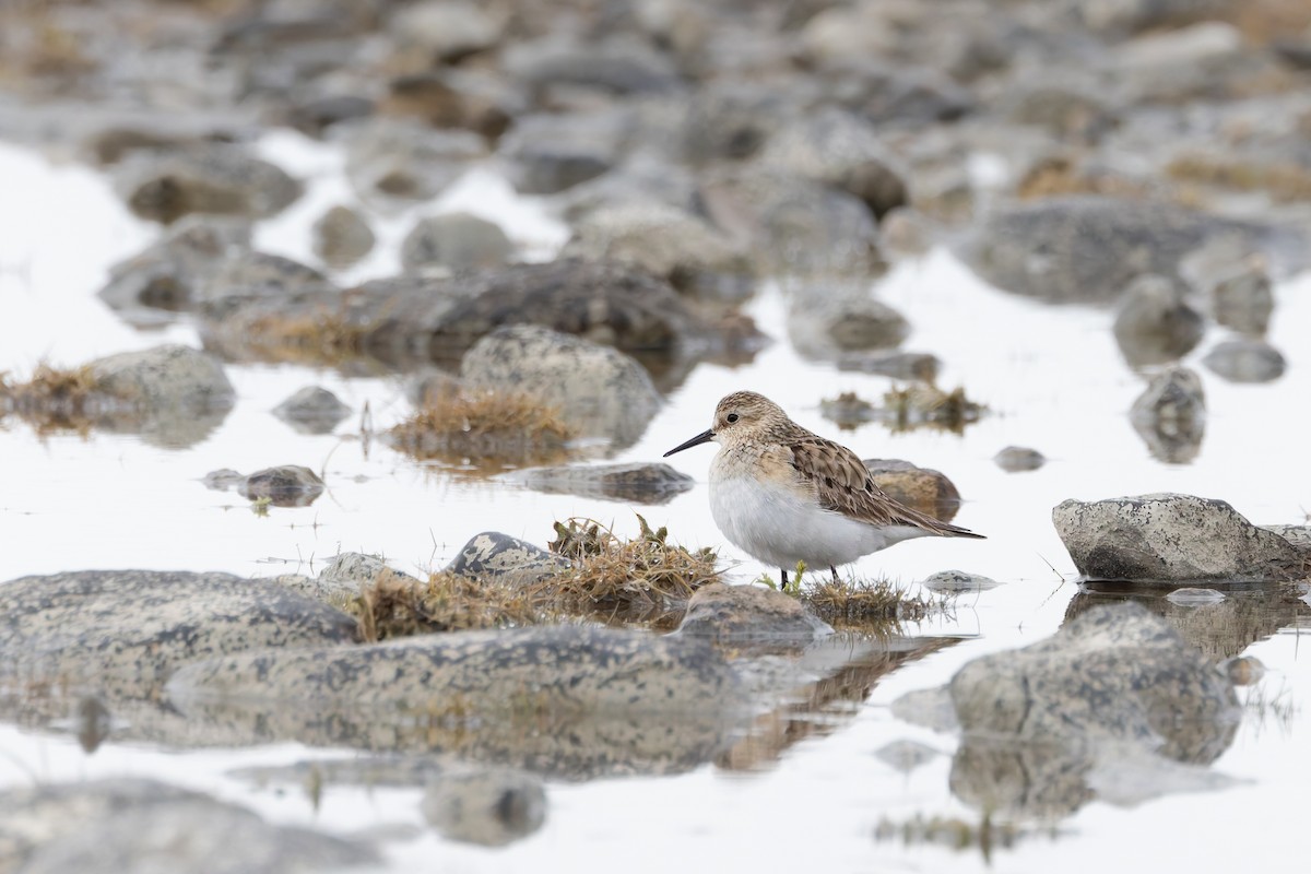 Baird's Sandpiper - ML642962555