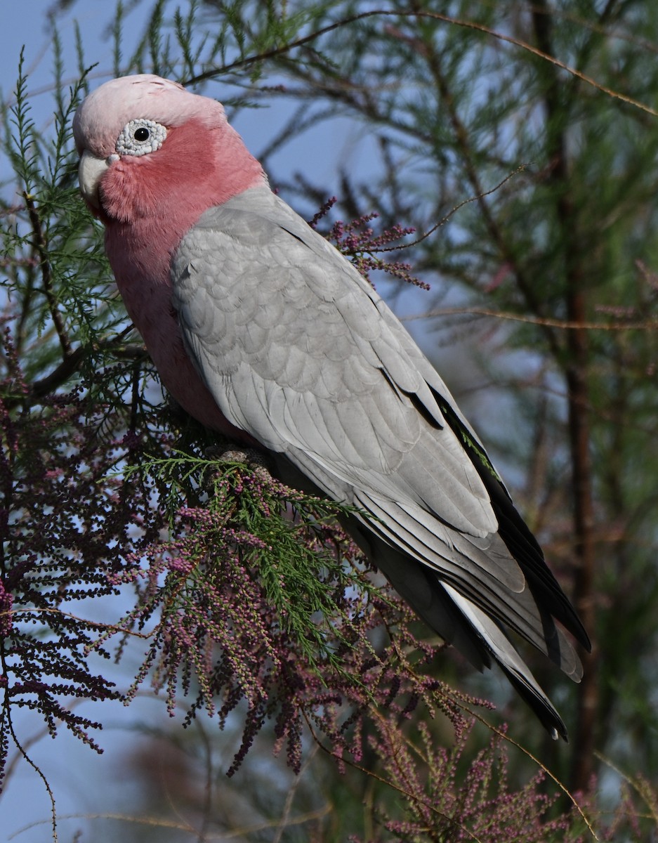 Galah - ML642962567