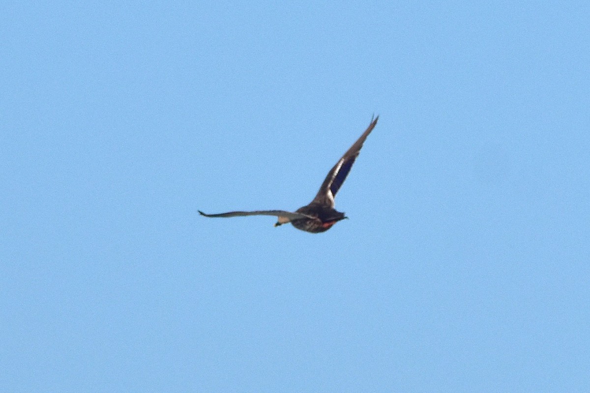 Indian Spot-billed Duck - ML642962571