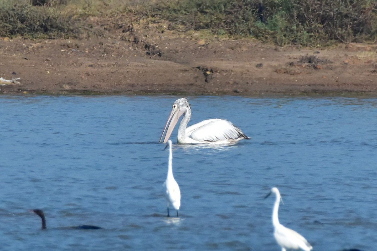 Spot-billed Pelican - ML642962574