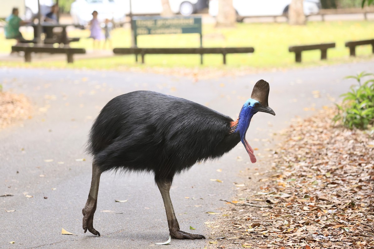 Southern Cassowary - ML642962576