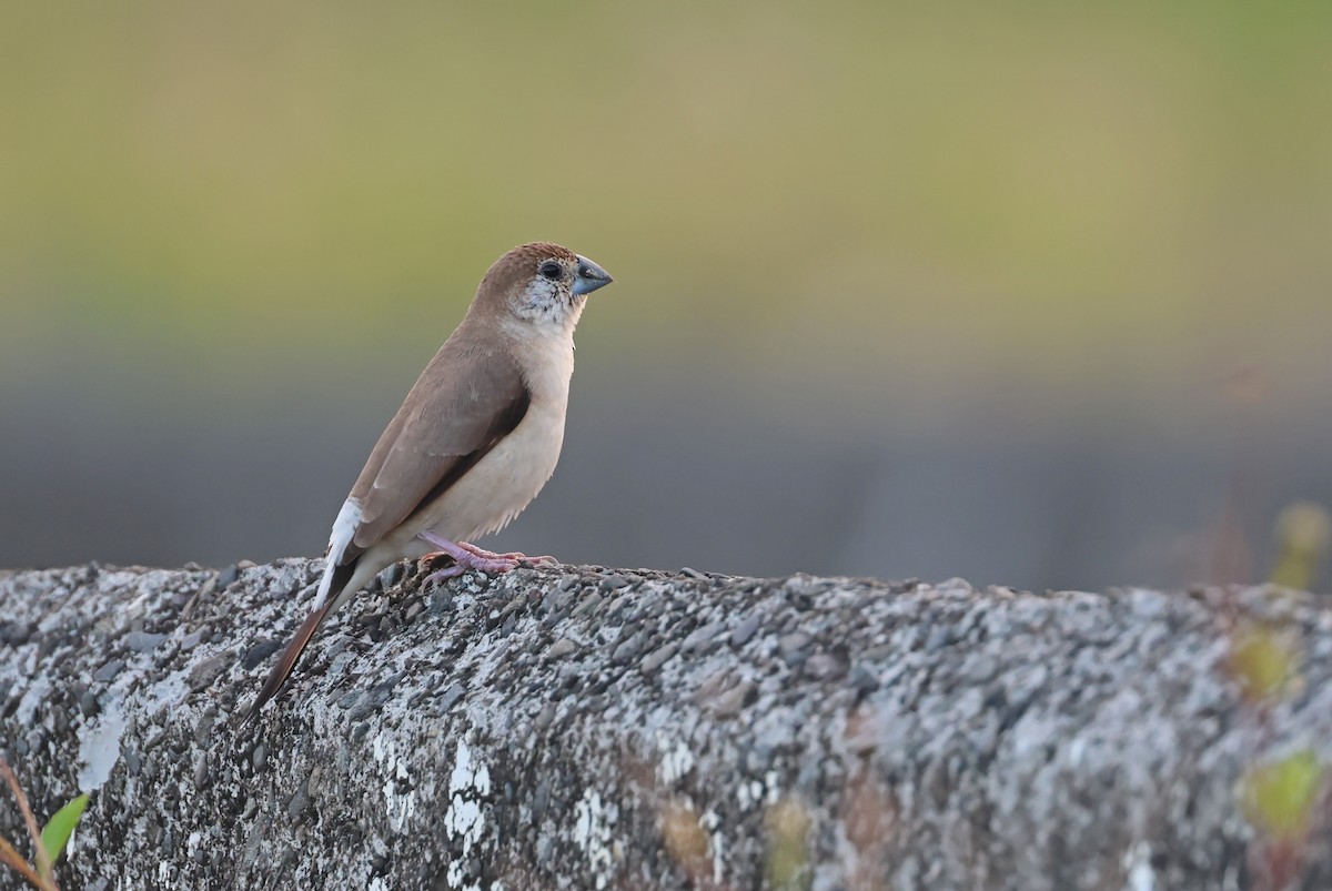 Indian Silverbill - ML642962582