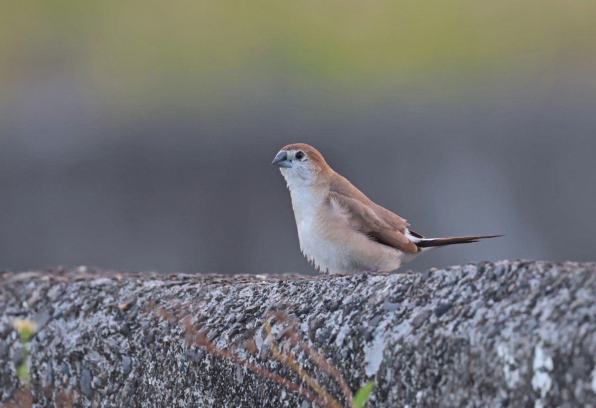 Indian Silverbill - ML642962583
