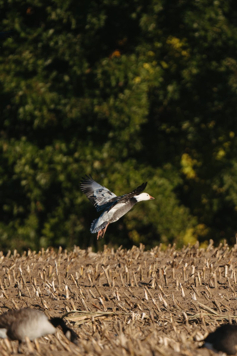Snow Goose - ML642962584