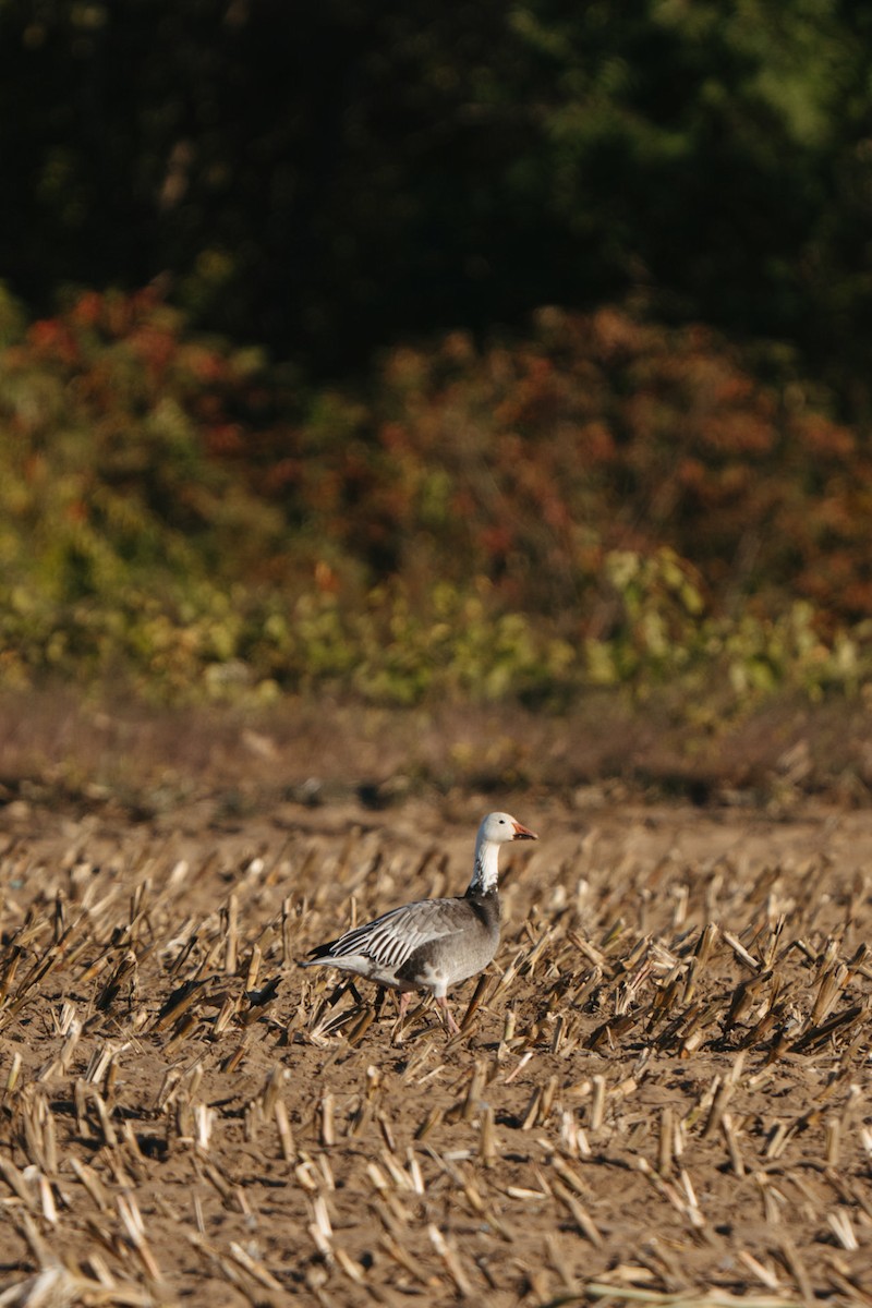 Snow Goose - ML642962586