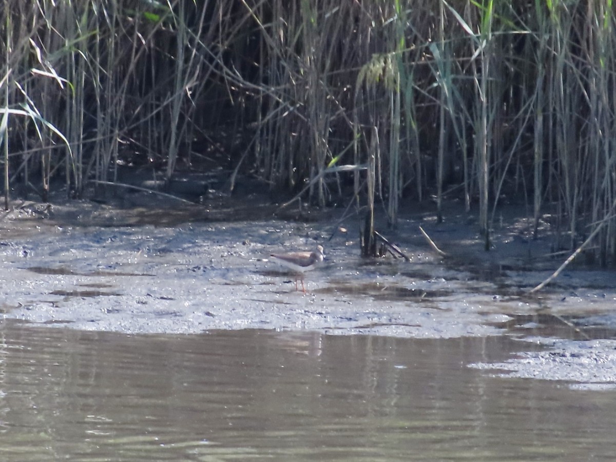 Common Redshank - ML642962589
