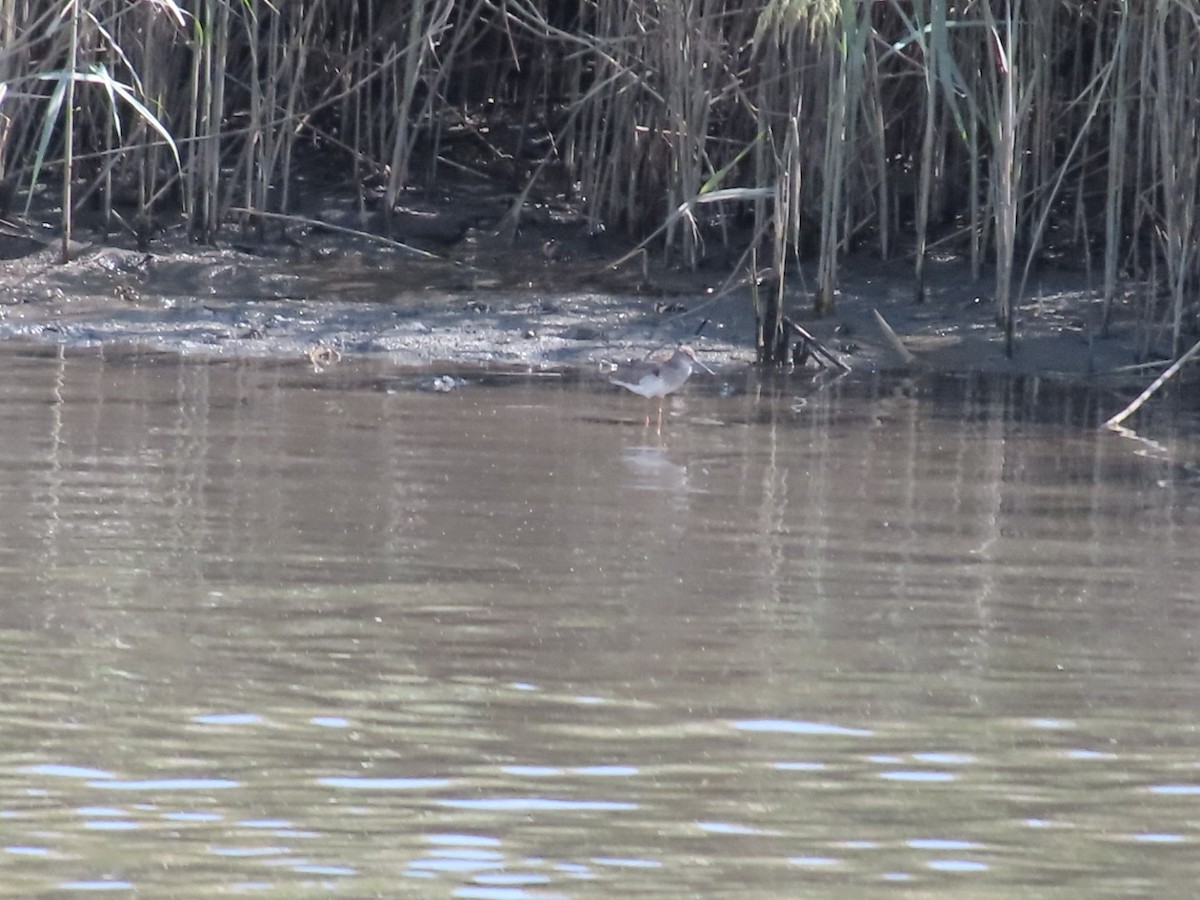 Common Redshank - ML642962590