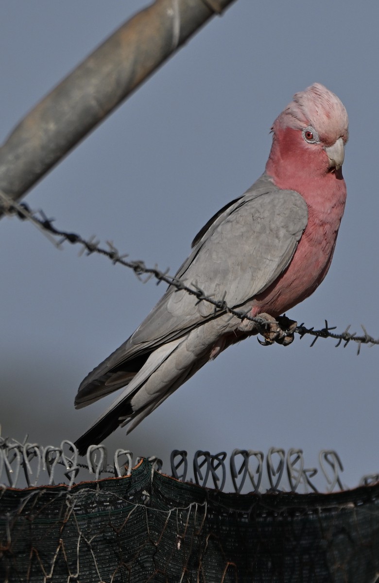 Galah - ML642962597