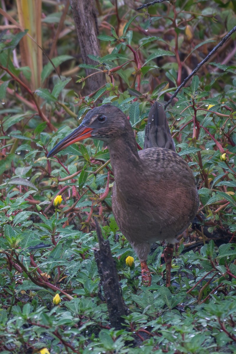 Ridgway's Rail - ML642962601