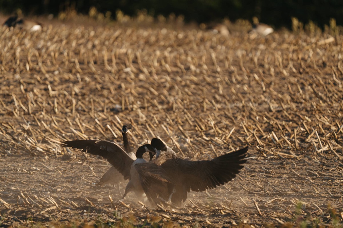 Canada Goose - ML642962603