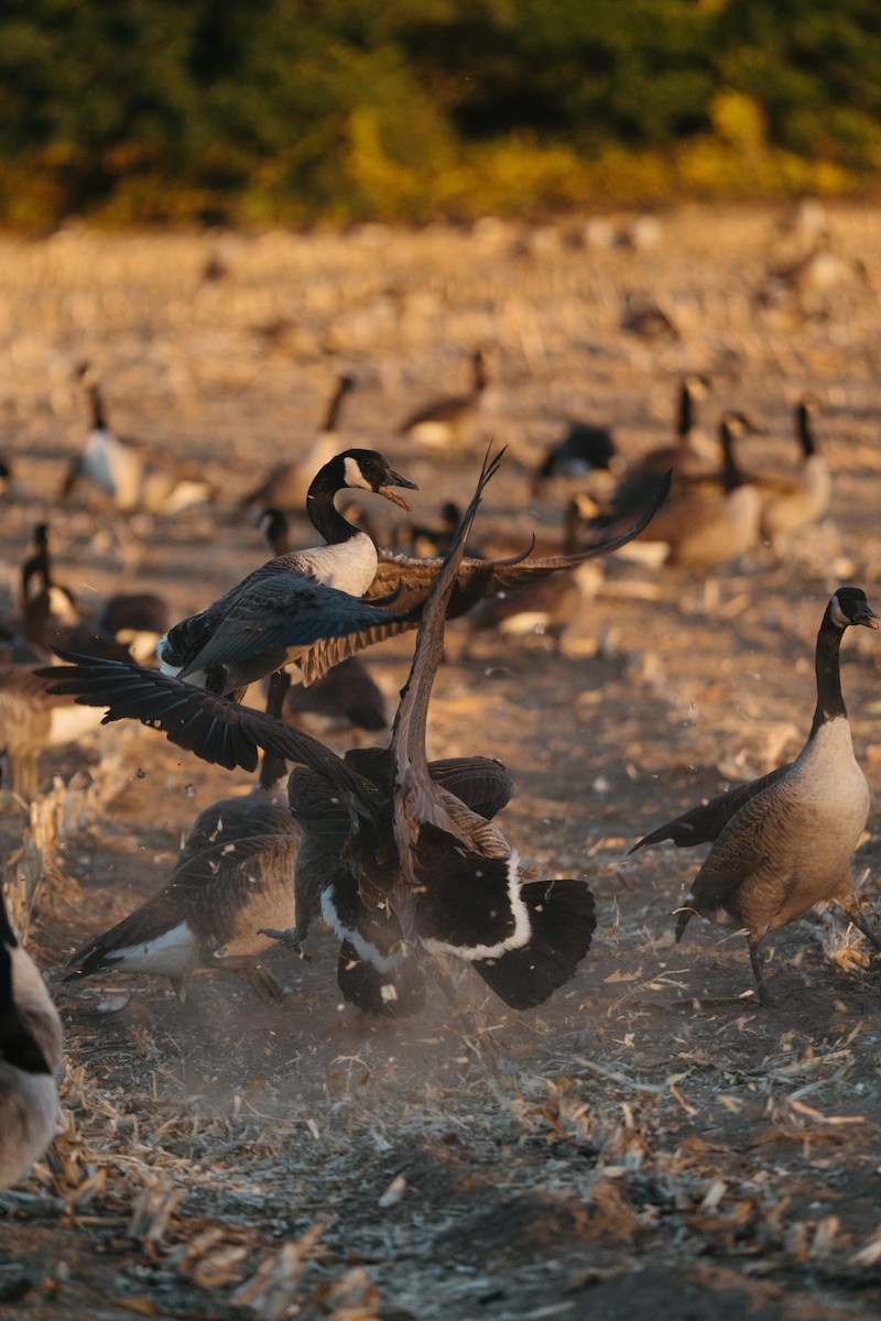 Canada Goose - ML642962604