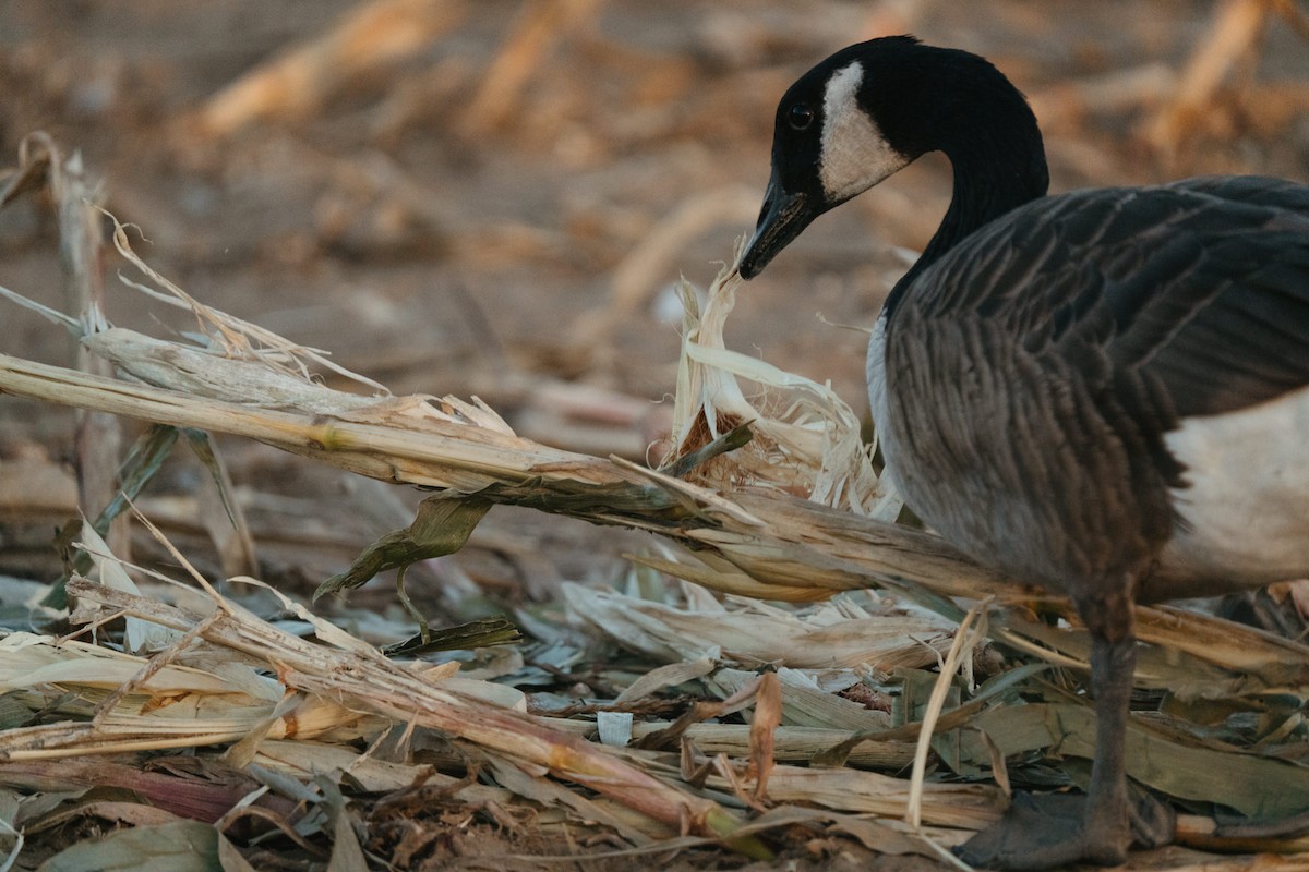 Canada Goose - ML642962605