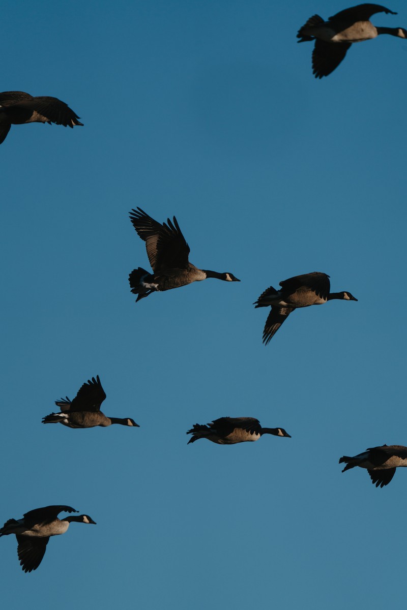 Canada Goose - ML642962606