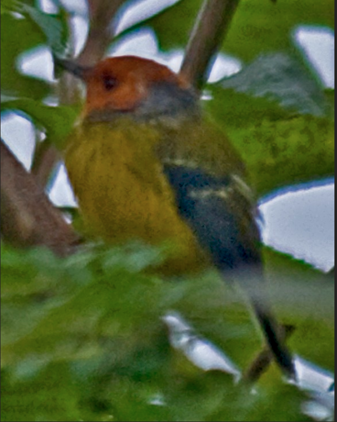 Johnson's Tody-Flycatcher - ML642962607