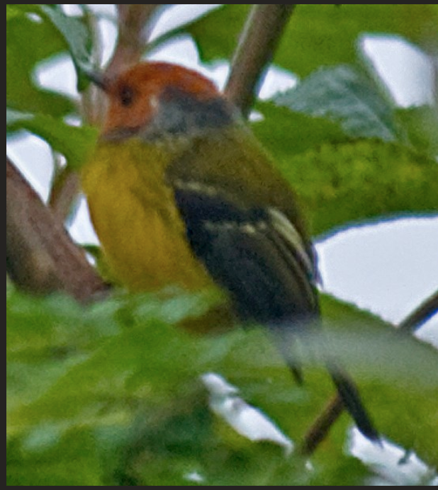 Johnson's Tody-Flycatcher - ML642962608