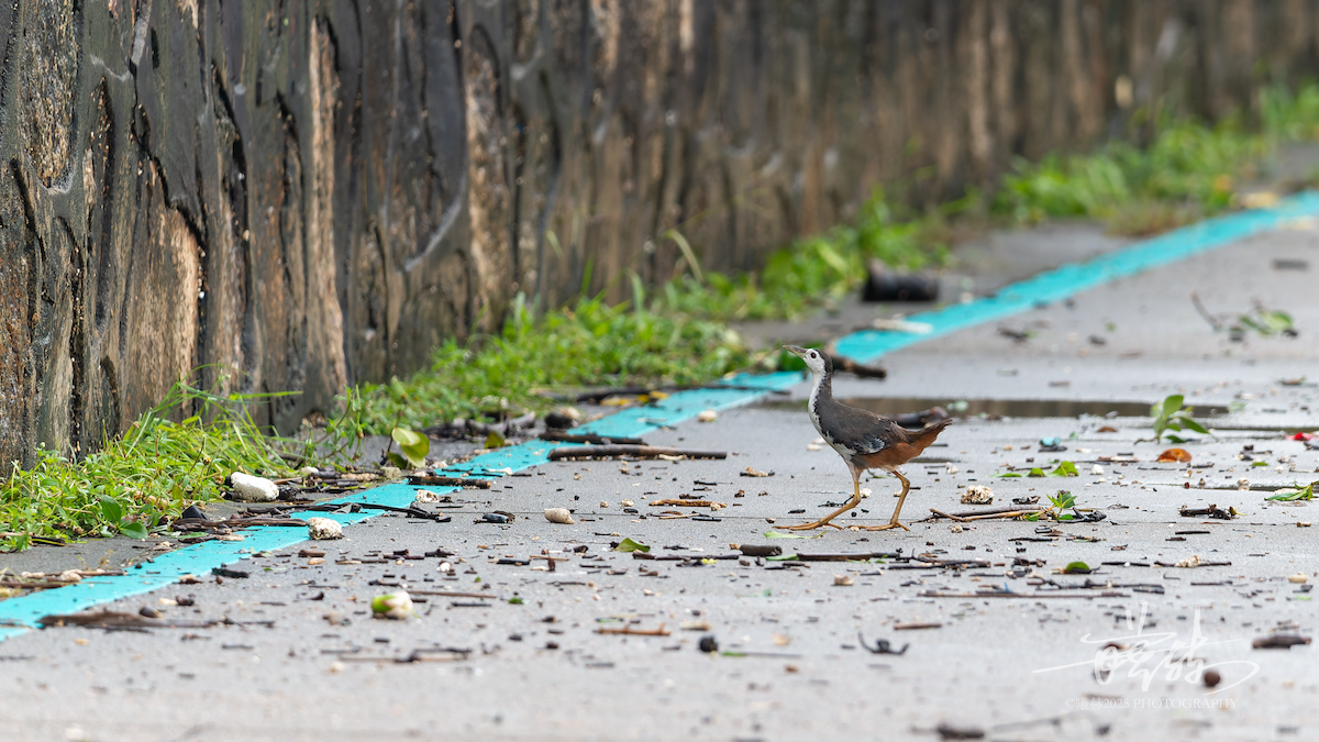 White-breasted Waterhen - ML642962638