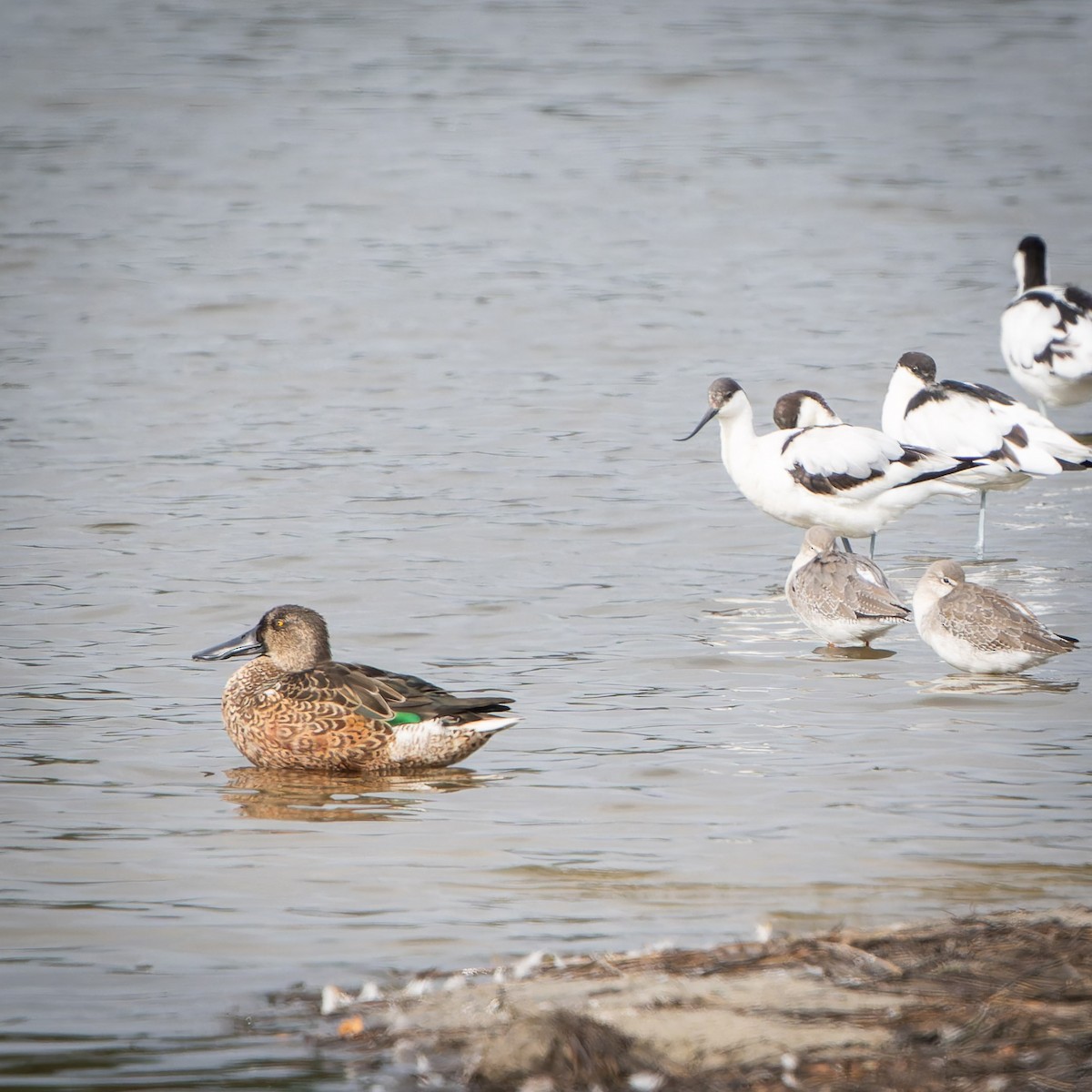 Northern Shoveler - ML642962639
