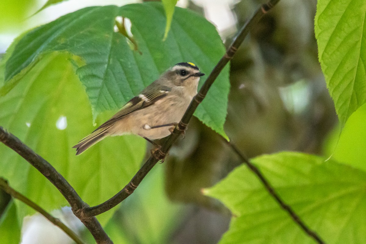 Golden-crowned Kinglet - ML642962650