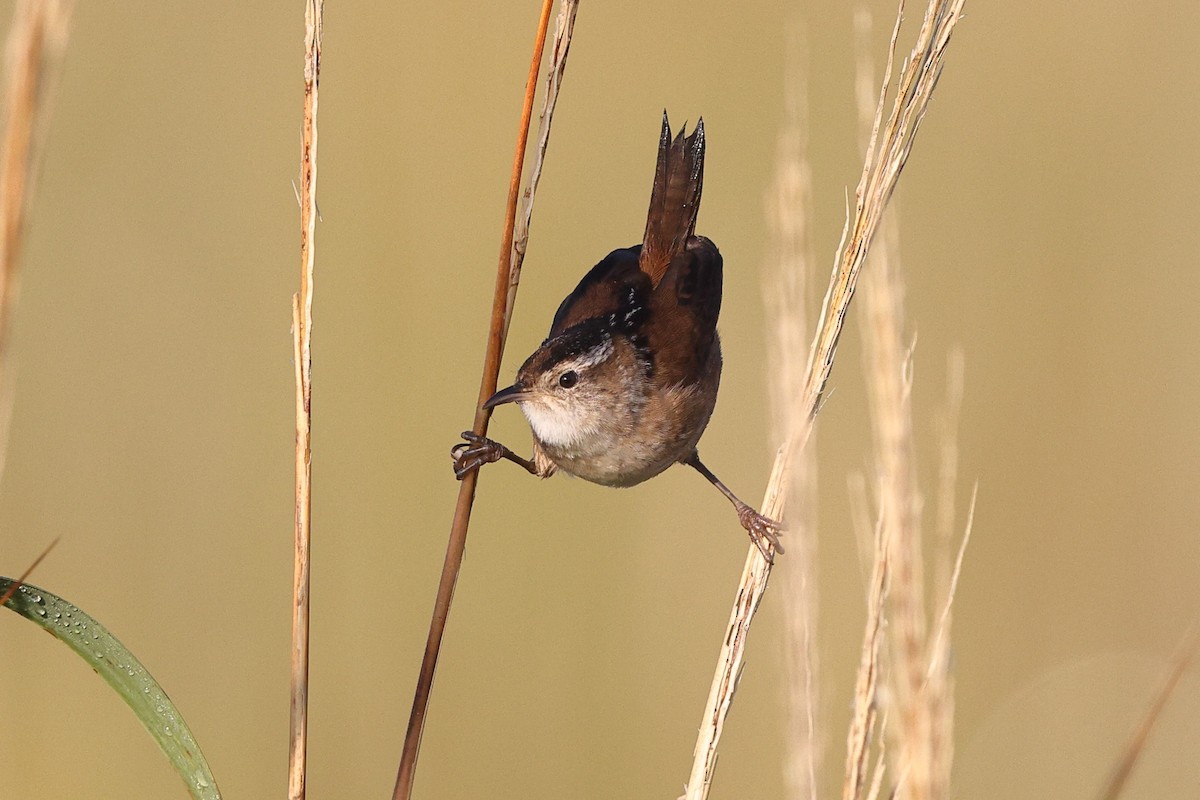 Marsh Wren (palustris Group) - ML642962655