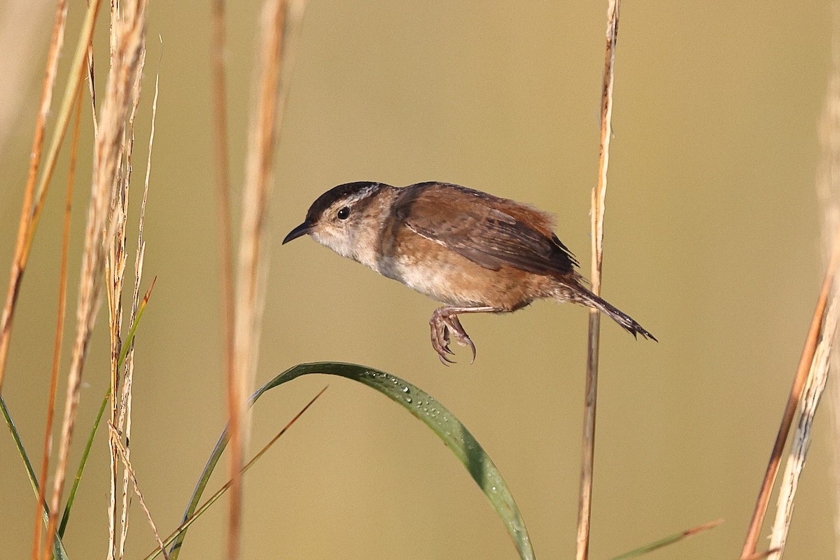 Marsh Wren (palustris Group) - ML642962659