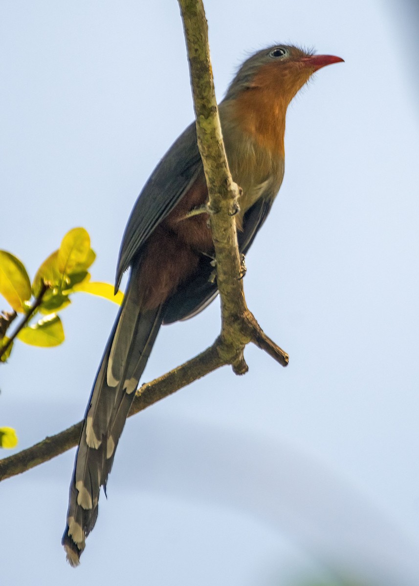 rødnebbmalkoha - ML642962661